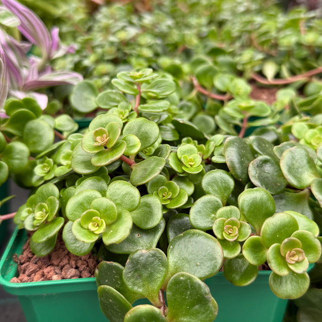 tundra tornado succulent Sedum makinoi 'Tornado' – DesertSTORE.es