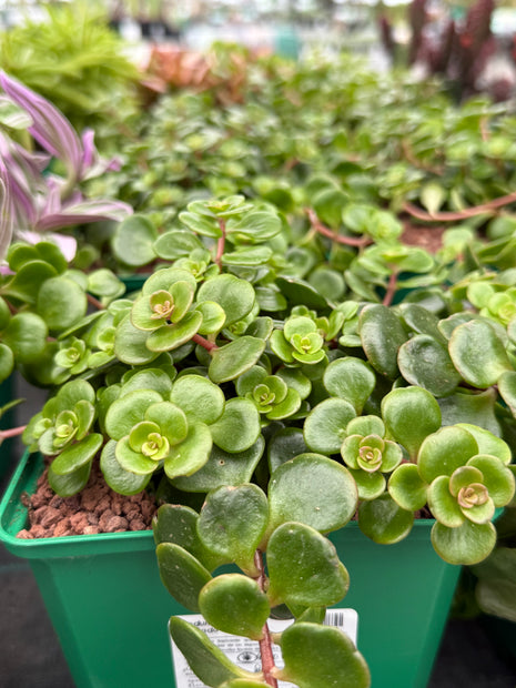 Sedum makinoi ‘Tornado’