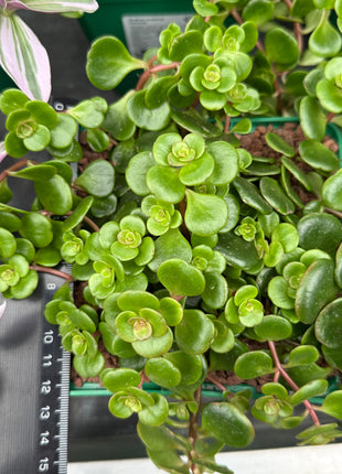 Sedum makinoi 'Tornado'