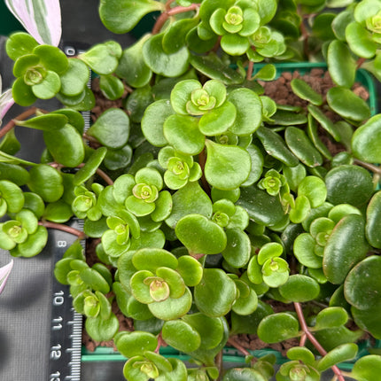 Sedum makinoi 'Tornado'