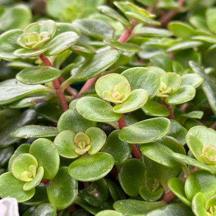 Sedum makinoi 'Tornado'