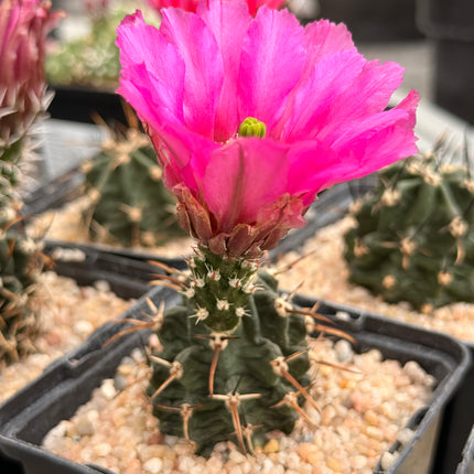 Echinocereus kuenzleri