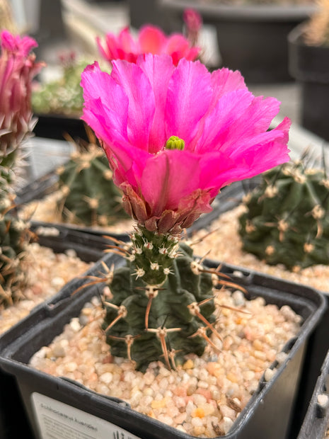 Echinocereus kuenzleri