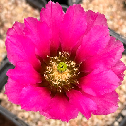 Echinocereus kuenzleri