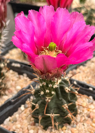Echinocereus kuenzleri