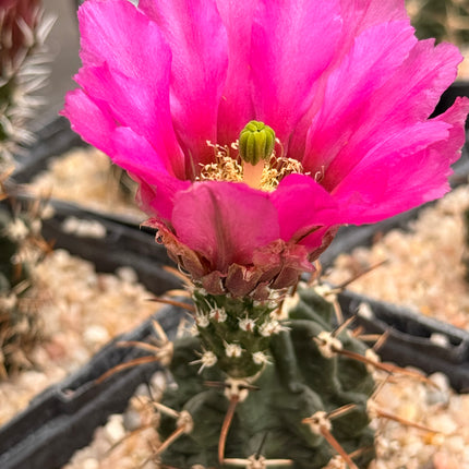 Echinocereus kuenzleri