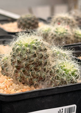 Weingartia crispata subsp. hertusii