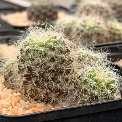 Weingartia crispata subsp. hertusii