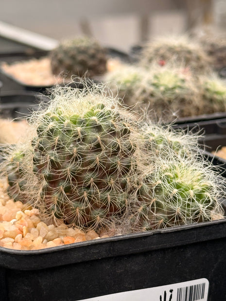 Weingartia crispata subsp. hertusii