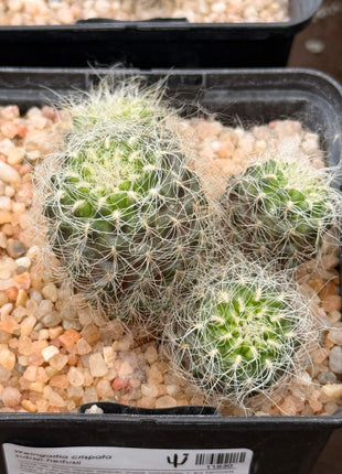 Weingartia crispata subsp. hertusii