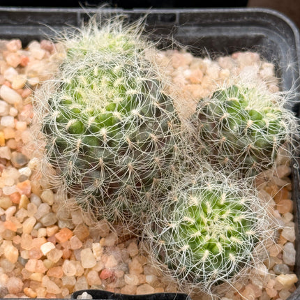 Weingartia crispata subsp. hertusii