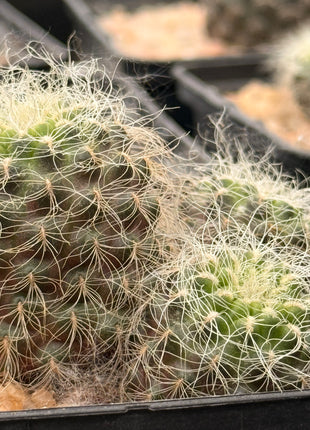 Weingartia crispata subsp. hertusii