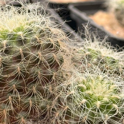 Weingartia crispata subsp. hertusii