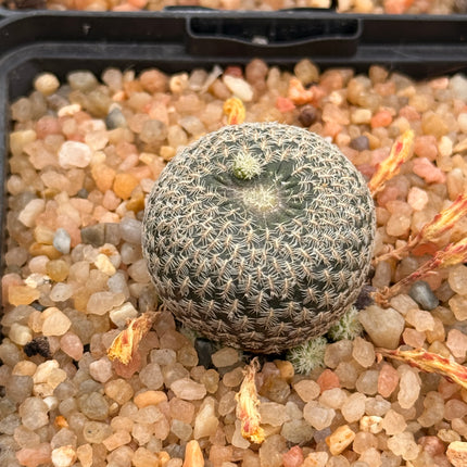 Aylostera heliosa lechiicer