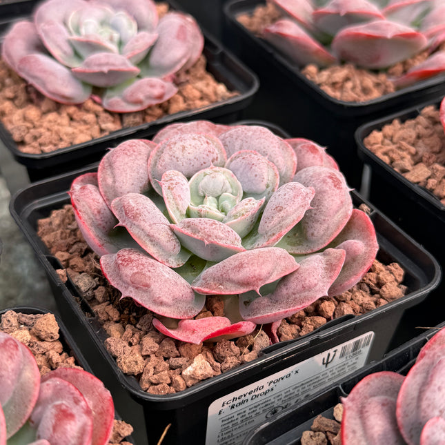 Echeveria ‘Parva’ x E. ‘Rain Drops’