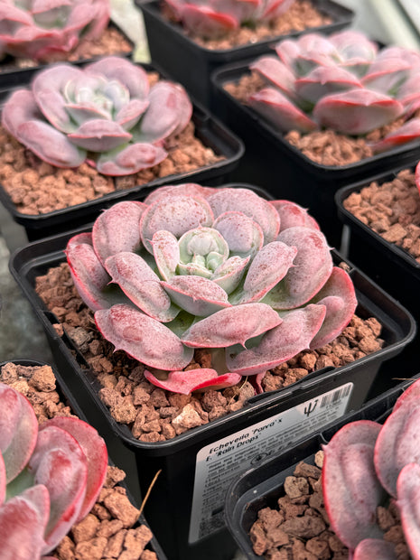 Echeveria ‘Parva’ x E. ‘Rain Drops’