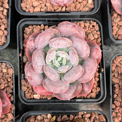 Echeveria ‘Parva’ x E. ‘Rain Drops’