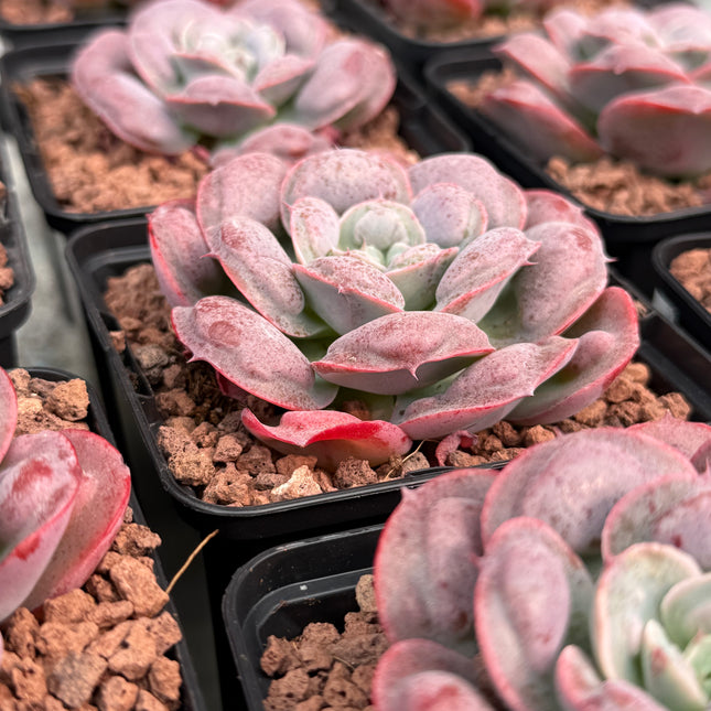 Echeveria ‘Parva’ x E. ‘Rain Drops’
