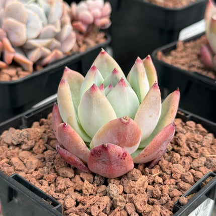 Echeveria colorata var. ‘Tapalpa’