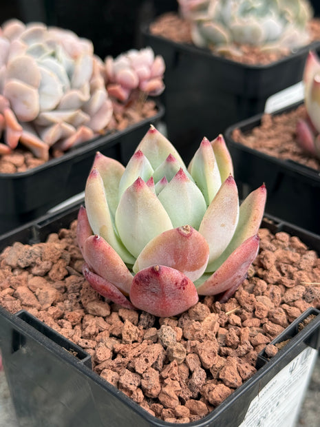 Echeveria colorata var. ‘Tapalpa’