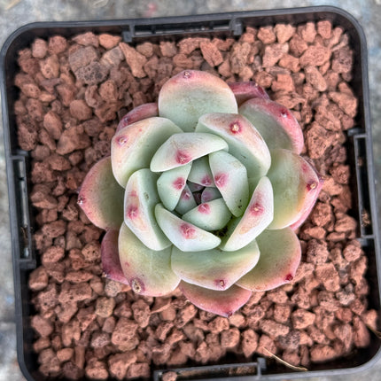 Echeveria colorata var. ‘Tapalpa’