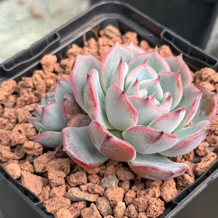 Echeveria ‘Minima’