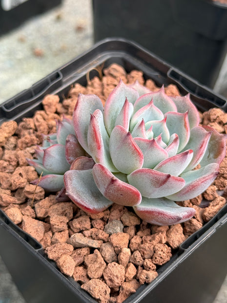 Echeveria ‘Minima’