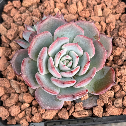 Echeveria ‘Minima’
