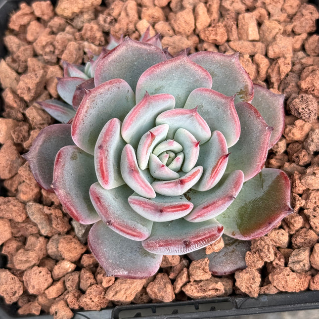 Echeveria ‘Minima’