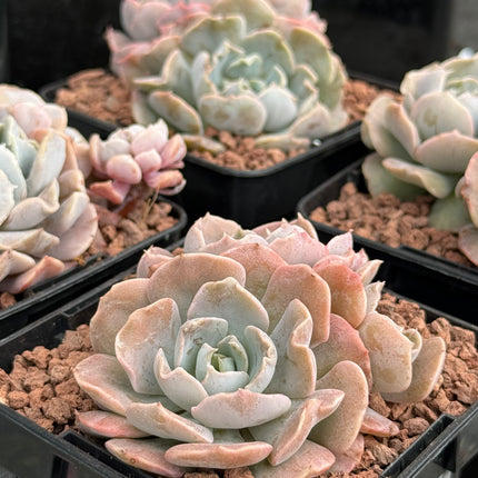 Echeveria ‘Topsy Turvy’