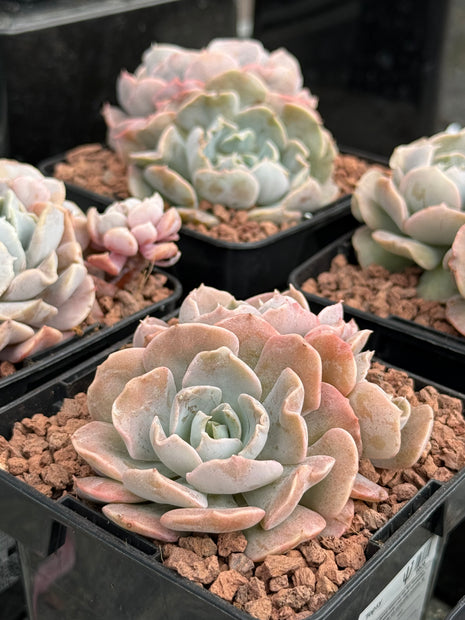 Echeveria ‘Topsy Turvy’