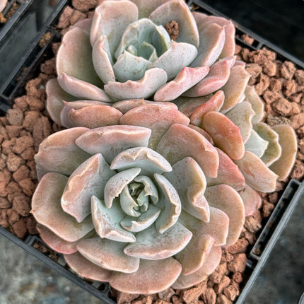 Echeveria ‘Topsy Turvy’
