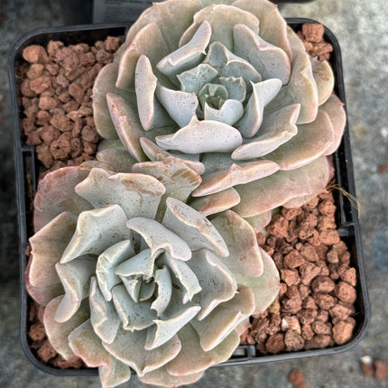 Echeveria ‘Topsy Turvy’