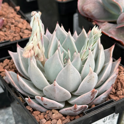 Echeveria cuspitata var. cuspitata