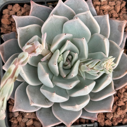 Echeveria cuspitata var. cuspitata