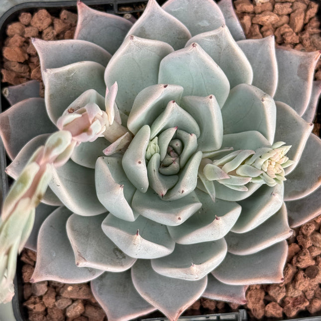 Echeveria cuspitata var. cuspitata