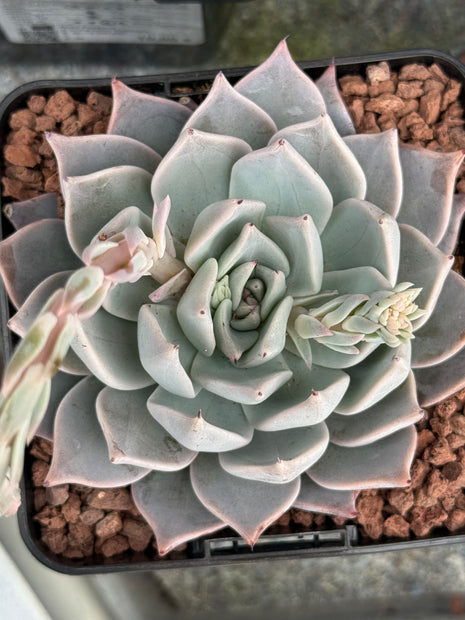 Echeveria cuspitata var. cuspitata