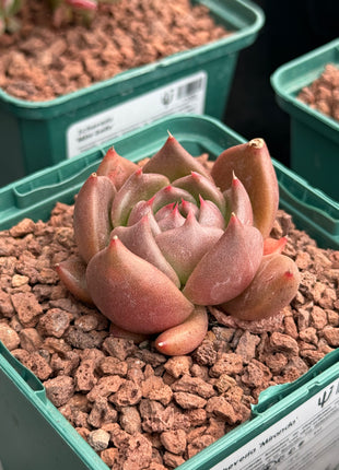 Echeveria 'Miranda'