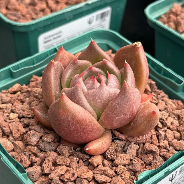 Echeveria ‘Miranda’