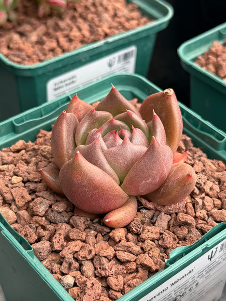 Echeveria ‘Miranda’