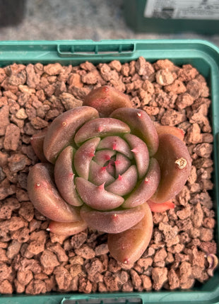 Echeveria 'Miranda'