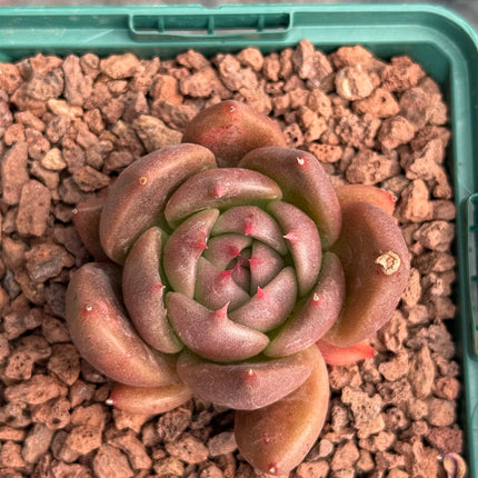 Echeveria ‘Miranda’