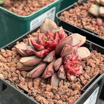 Echeveria ‘Firecracker’