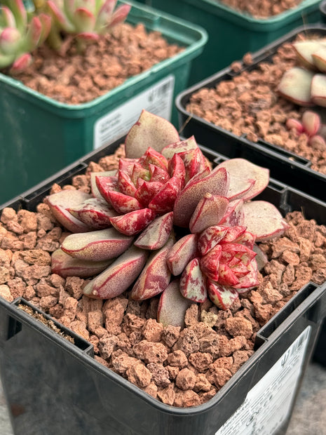 Echeveria ‘Firecracker’