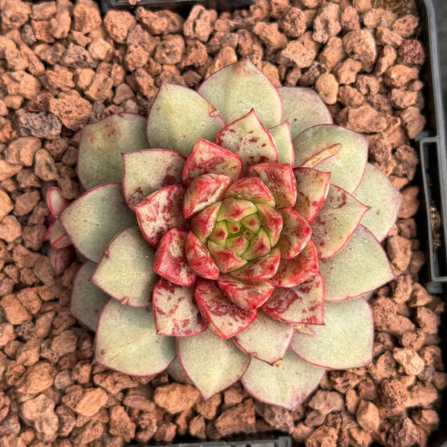 Echeveria ‘Firecracker’