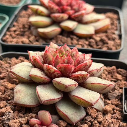 Echeveria ‘Firecracker’