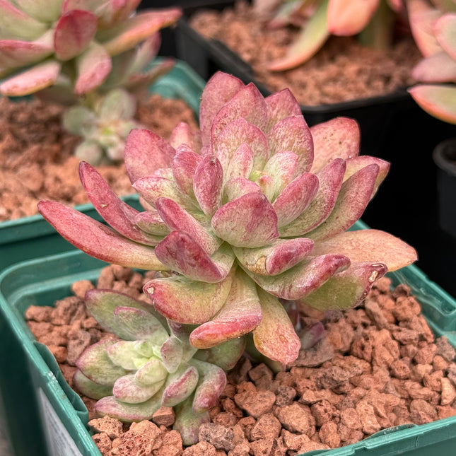 Echeveria ‘Mini-belle’ f. monstruosa