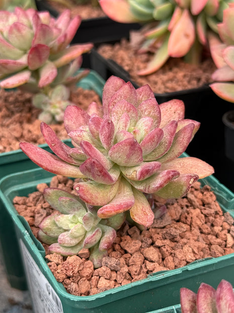 Echeveria ‘Mini-belle’ f. monstruosa