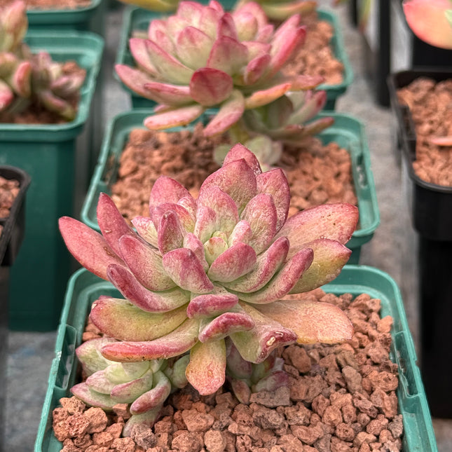 Echeveria ‘Mini-belle’ f. monstruosa