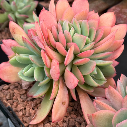Echeveria 'Luelle' f. cristata